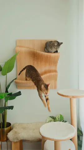 happy cats, happy life 😌✨ #ねこ #猫 #고양이 #cozyhome #catfurniture  