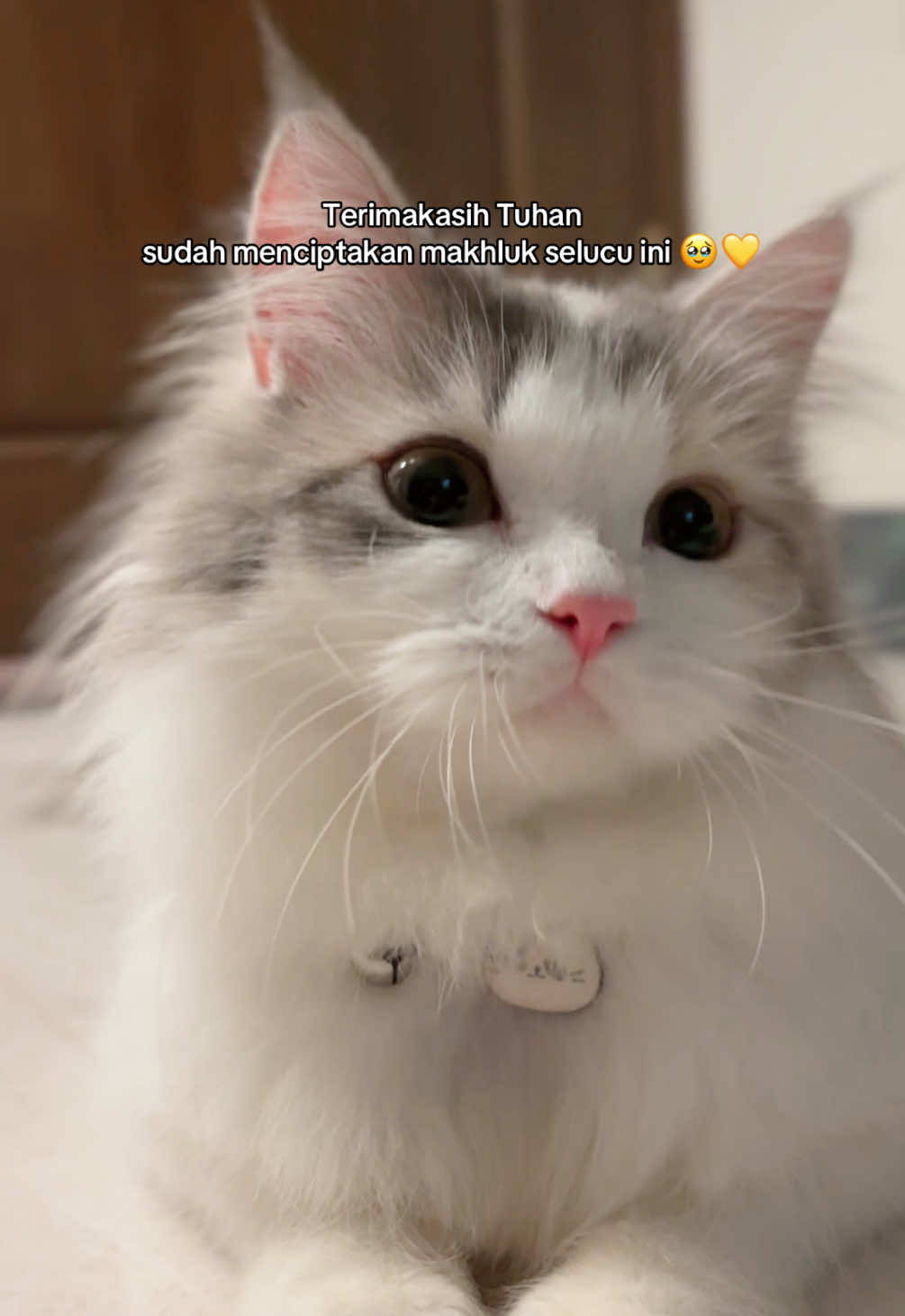 🥹🤍 #catsoftiktok #catsvideo #fypcats 