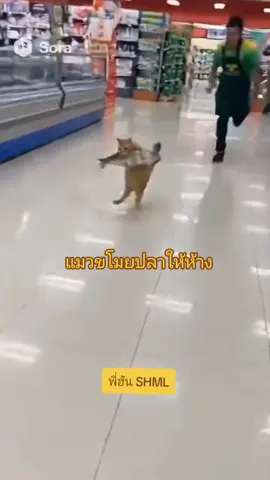แมวขโมยปลาในห้าง ถูกตำรวจจับได้🤣 🐟🐟🐟🐈🐈🐈🐈🐈 #แมวขโมยปลาในห้าง #ตำรวจจับแล้ว #เปิดค่าการมองเห็น #คลิปสร้างรายได้ #Reels 