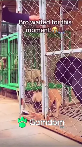 #fyp #viral #dog #dogsoftiktok #dogs 