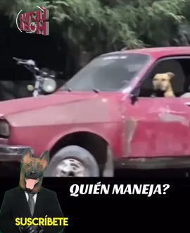 Si sabes algo denunciado! #creatorsearchinsights  #pets #petlove #mypets #funnyanimals