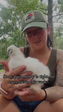 Chickens don’t play around with their treats!  #homesteading #chickensoftiktok #chickenmath #chickentreats 