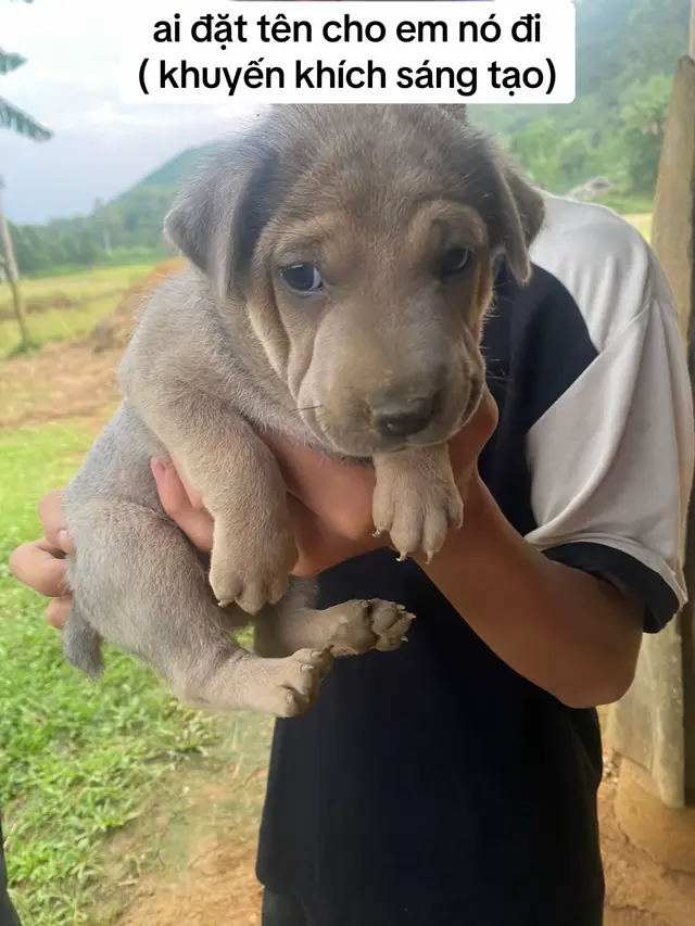 #xuhuongtiktok #viral #cute 