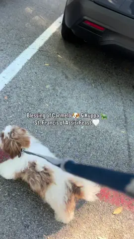 officially blessed 🐶🤍🐢 #blessing #petblessing #animalblessing #sanfranciscodeasis #PetsOfTikTok 