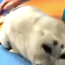 WHERE HAVE YOU BEEN #silly #seals #seal #sealtok #harborwaterdoggo 