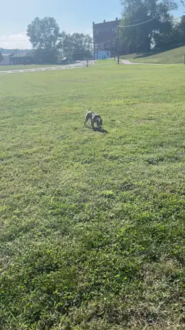 #merle #mydog #puppylove #fyp #doglife 