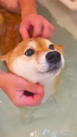 お風呂動画🛁🐕続き♪ パパのお顔マッサージ大好き❤️ いつもお耳が倒れてアザラシみたいに なっちゃうよ🦭💕 この後シャンプーしました～🧴🫧 きれいになって良かったね🥰 ※入浴方法について疑問があるかた※ ピン止めしてあるリール📌の キャプションで､よくあるご質問に お答えしています。 ご一読いただけますと幸いです😊 …………………………………………………………………………………… #柴犬 #豆柴 #しばいぬ #柴犬マニア #富士野荘 #犬のお風呂 #お風呂犬 #犬シャンプー #犬のシャンプー #おうちシャンプー #shiba #shibainu #shibalife #shibamania #shibalove #shibagram #thedailyshibainu #shiba_snap #shibapuppy #shibasofinstagram
