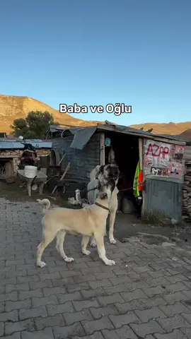 BABA ve OĞLU  #trkangalpostası #kangal #malaklı #anadoluçobanköpeği #derbi 