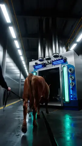 Ai Cow and Cat Videos #frypgシ #funnytiktok #viralshorts  #aicontent  #crazy 