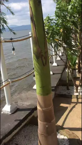 #malibubaykisumu