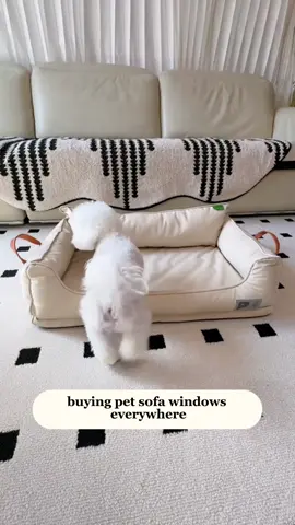🐱Link is in bio #catbed #catlover #cattoys #kitten #yourcat #funny #funnycats #shorts #cat #catshorts #bestpettoys #cutecat #catoftheday #catoftheworld #cattomemes #catofinsta #meow 