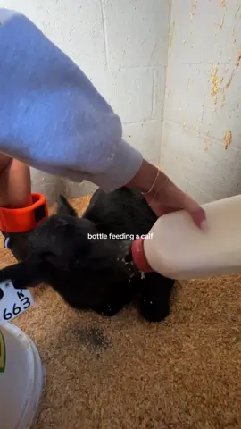 good morning !!!!! 🐮🍼