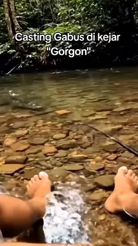 #gorgon #buayadarat #viral 