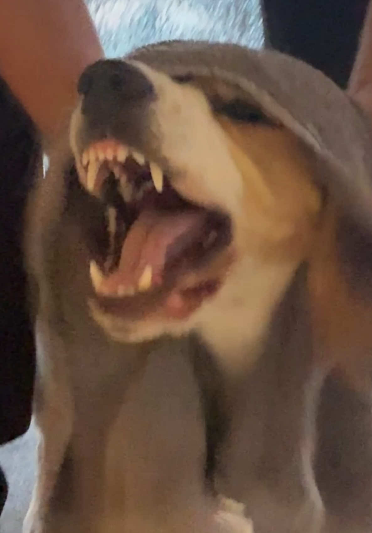 AGGRESSIVE BEAGLE 🤣🤣 #beagle #dogsoftiktok #beagles 