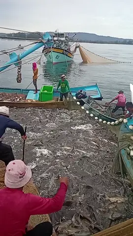 TRF1071 Boat pukat bilis Kijal Kemaman Terengganu Alhamdulillah sekali lagi rezeki ikan pulutan Sabtu 4/10/2025 .. semuanya menjadi kenangan untuk kita🤲🤲