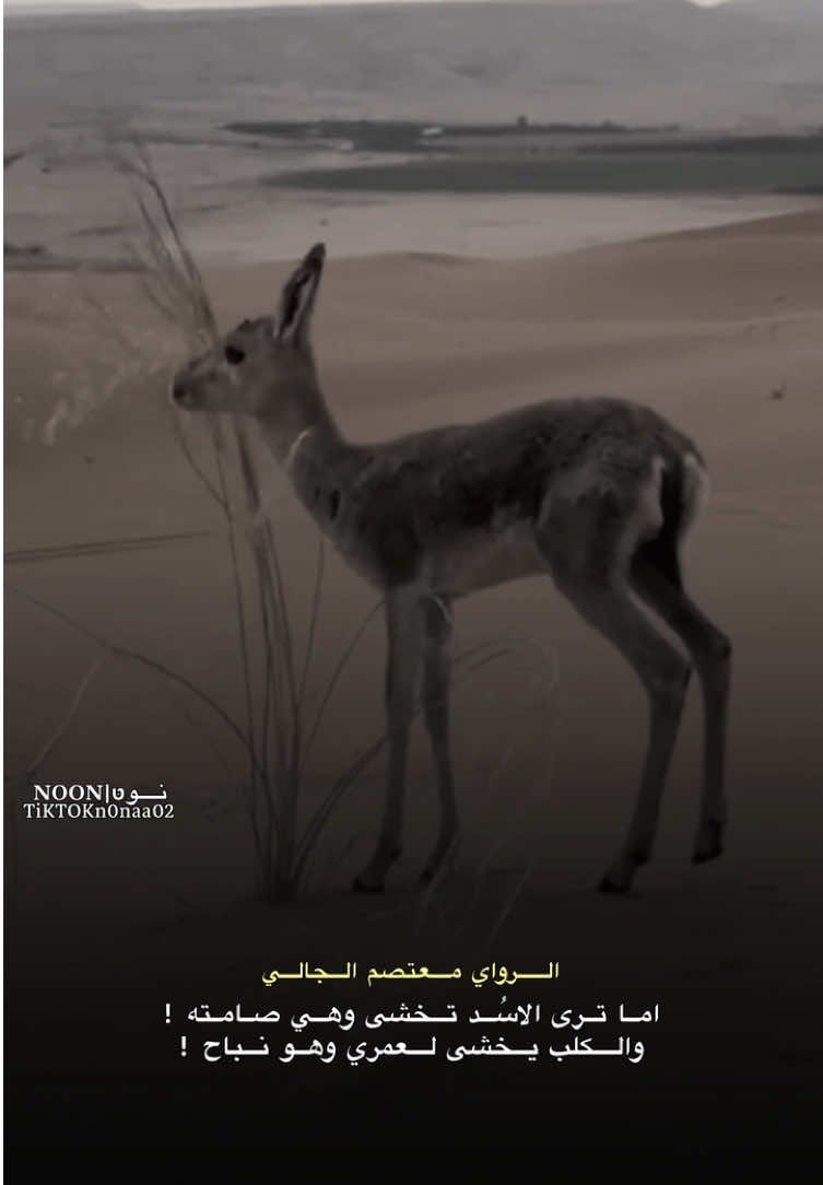 _قالوا سكت وقد خوصمت فقلت لهم ! _إن الجواب لباب الشر مفتاح ! #الشاعر #معتصم_الجالي  #شعراء_وذواقين_الشعر_الشعبي #ليبيا #طبرق 