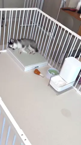 Funny dogs 🐕 #funny #dog #fyp #pet #animals 