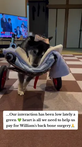Heartbreaking update on William 🥹💔.... Despite my best efforts, I no one minded to donate $50 for his back bone surgery 💔. I'm reaching out for help - every little bit counts! ☺️ Can you spare a few dollars to give William a second chance? #WilliamNeedsHelp #DogRescue #DonateToday.