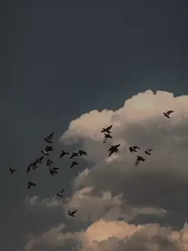 #tera Liye ma Kya hi hoo... #aestheticclips #aestheticcontent  #aestheticvedio #contentcreator  #trendingsound #brokensong #urdupoetry #poetrylover #brokensong #whatsappstatus #sadsong #urduvibes #lyrics #vibes #voclaonly  #viralvedio #viral #fyp #foryoupage  #pleaseunfreezemyaccount 