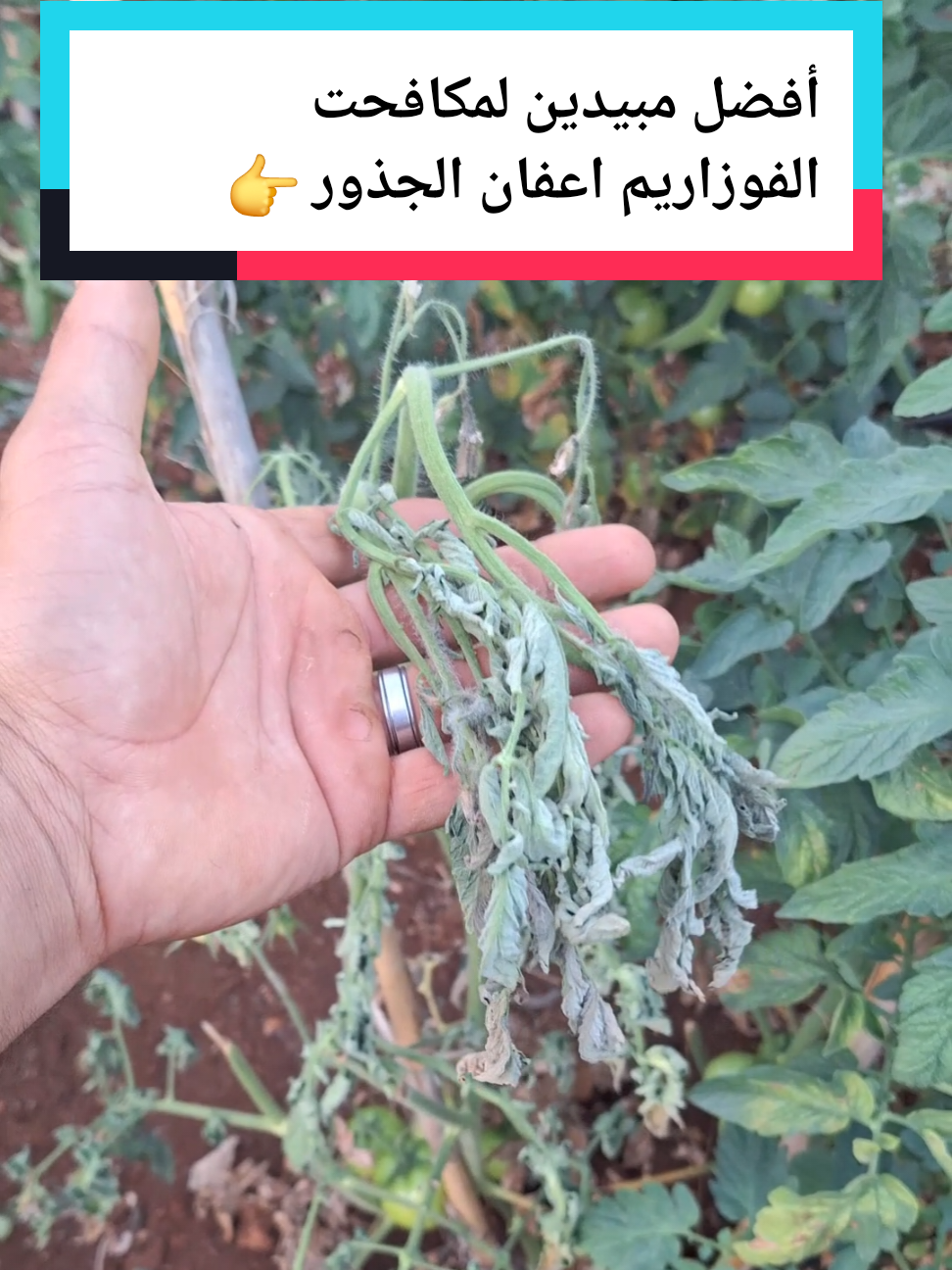 كيف تحل مشكلا تعفن الجذور الفوزاريم اعفان الجذور أفضل مبيدين لمكافحت الفوزاريم والوقايه 👉 طريقة زراعة الشمام تسميد الشمام زراعة البطيخ الأصفر طريقت تسميد الخيار السمدة للخيار  طريقة صمد الخيار زريعه الخيار درجا ازي اسمد الخيار طريقة تسميد البيذنجان طريقة تسميد الفلفل طريقة تسميد البندوره طريقة زراعة امراض البندوره امراض الخيار امراض البيذنجان امراض الفلفل أسباب تصاقط ازهار #عالم الزراعة مصطفى #الزراعة السهلا #اسرار الزراعة #زراعة الخضروات 