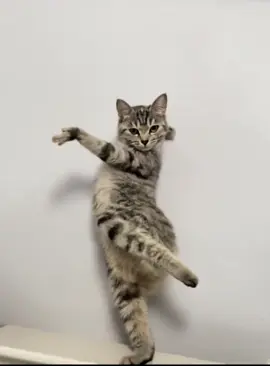 #cat #dance 