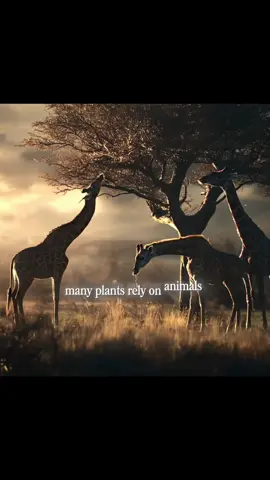 “Earth without Animals” What would happen if animals vanish from earth  #documentary #philosophy #earth #animals #Science 