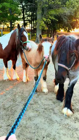 She’s over the hard work #horse #horses #gypsyvanner #funny 