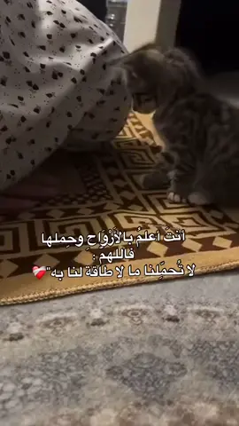 #اجدابيا #بنغازي_ليبيا🇱🇾 