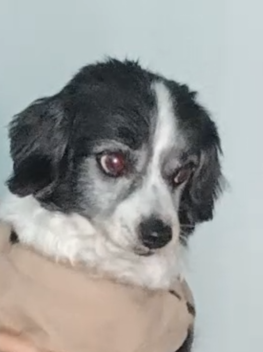 yaco dice ayuraa #fypシ゚ #baile #perro #yacoo 