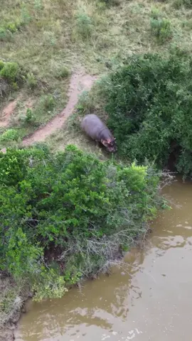 A Hippo outside of the water is one of Africa's most dangerous animals, you don't want to be in his way!!