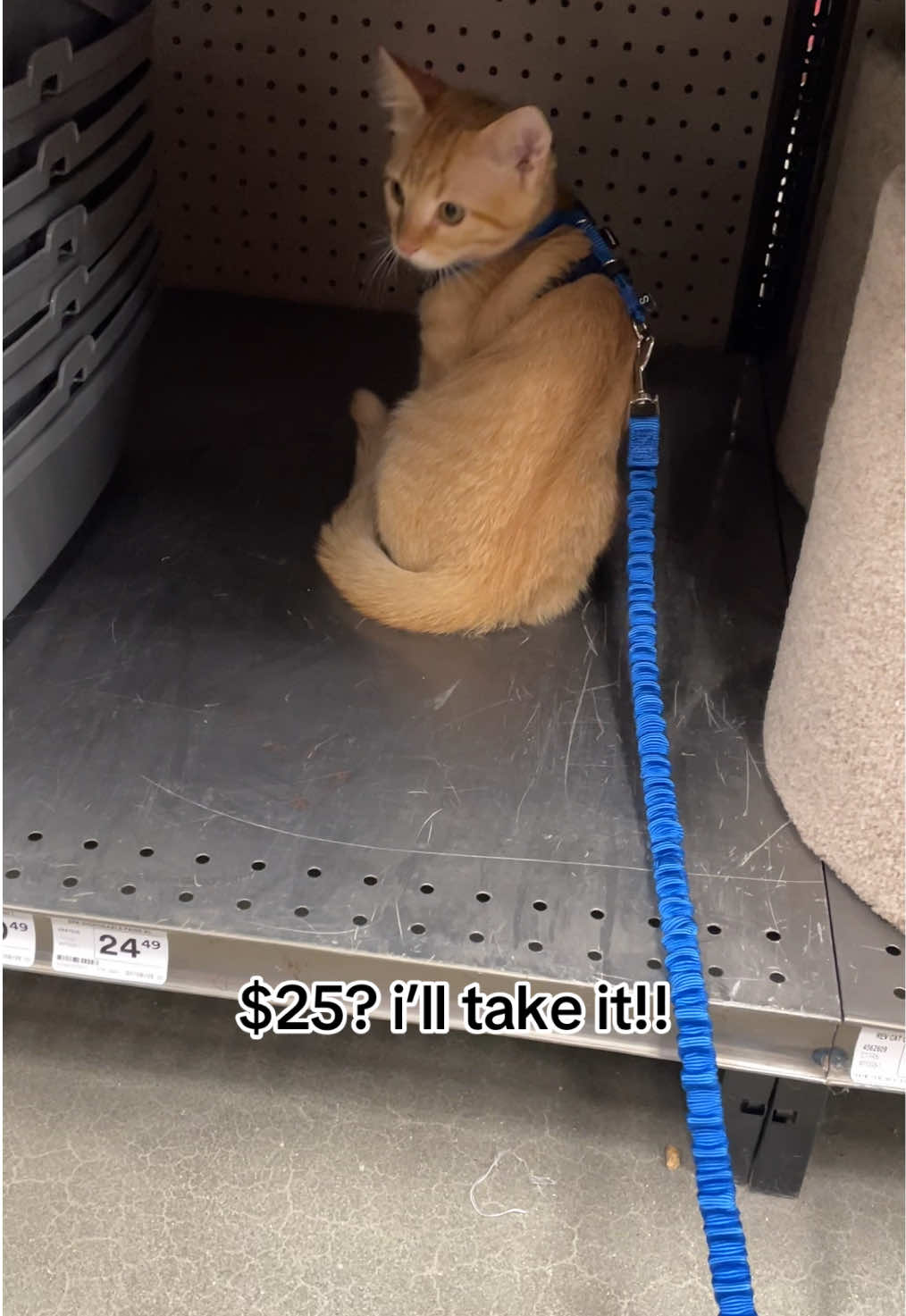 what a deal! 😸 #fyp #shopping #kitty #petstore 