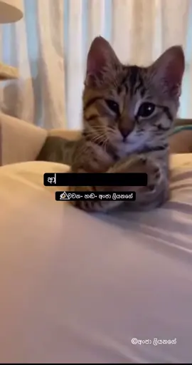 මගේ ආත්ම ගෞරවය හරිම ඉහළයි..!  #sinhaladubbing #myvoice #fy #foryoupage #foryoupage❤️❤️ 