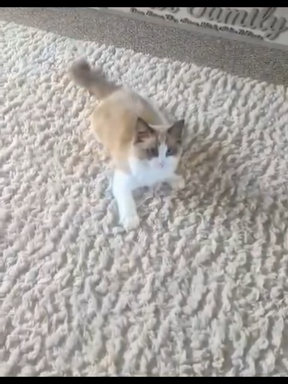 Freya is so funny 🤣 she loves chasing her tail #squidgames #funnycatvideos #ragdollkitten #funnycatsoftiktok #fypcats @Rags & Freya 