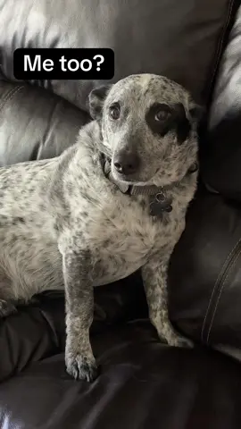 Always you too ♥️ #dog #dogs #pet #pets #backpacking 