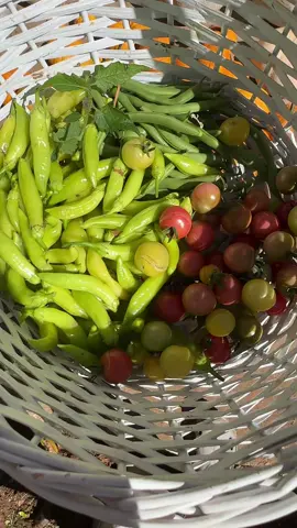 #harvest #garden #gardening #pumpkinfarm #northerncalifornia 