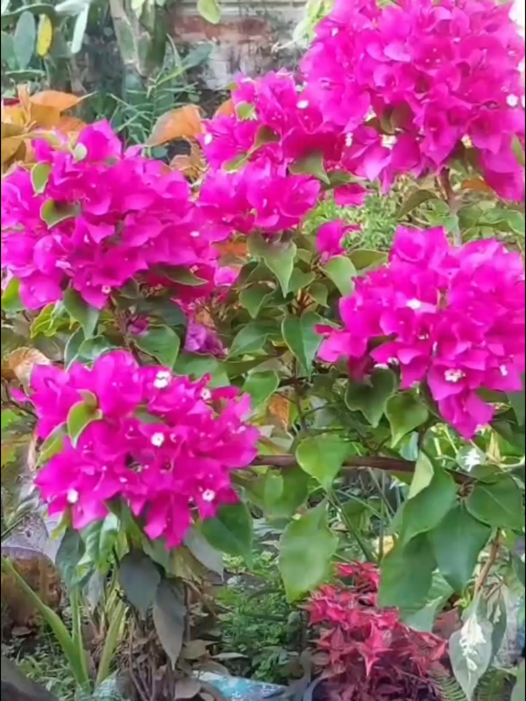Mira este increible tip con la flor de la Verbena, aprende mas ingresando al enlace de mi perfil! #paratiiiiiiiiiiiiiiiiiiiiiiiiiiiiiii #FertilizanteNatural #EcoHuerto #siguenme #botánica #HuertoUrbano #jardinería #paratii #greentips #TikTokVerde #EcoFriendly #flores #like #CuidadoDePlantas #tips #fyp #fertiliza #rosa #plantasdeinterior #viral