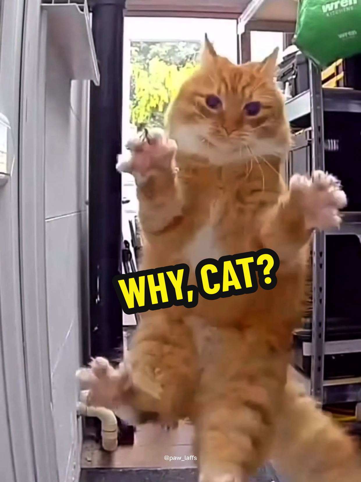 POV: You Own a Cat 💀 #catsoftiktok #catfail #funnycat #cattok #catlover 