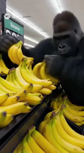 Bad monkey 🙊 Sora ai #funny #soraai #ia #gorilla #costco 