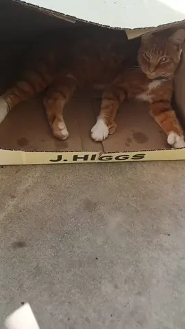 Orange, jobless, with thumbs!😹#orangecatbehavior #chillcat #gingercat #orangeandjobless #polydactylcat 