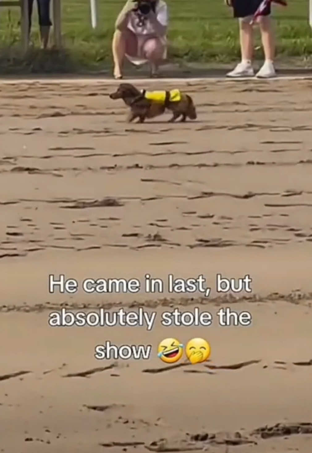 winner of our hearts 🏆🥇🤩🐶💖         credit:please let me know! #minidachshund #sausagedog #seniordog #olddog #wienerdograces  