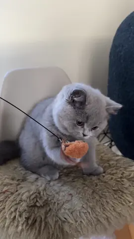 Delta caught a bird! (Don’t worry… it’s 100% toy approved 😇) 🐾🐾 #Rikety #Delta #Britishshorthair #fluffyfriend #playtime 