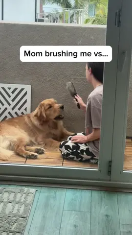 Who do you think feeds the dog more often… #fyp #dogsoftiktok #funnydog #goldenretriever