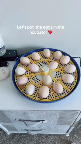 Let’s get these eggs started in the incubator- day 1 #incubator #hatching #hatchingchickens #beardedsilkies 