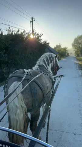 #fyp #cai #caigrei😍🥰❤️🐴💪💪 #caideromania #fy  Rio❤️