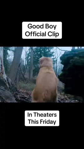 #stitch with @Rotten Tomatoes   hi I have some very important questions thank you. #movies #goodboy #dog #film