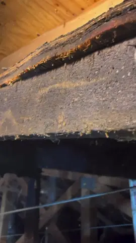 Is this the proper way to fix the roof? #framing #roof #roofer #carpenter #renovation 