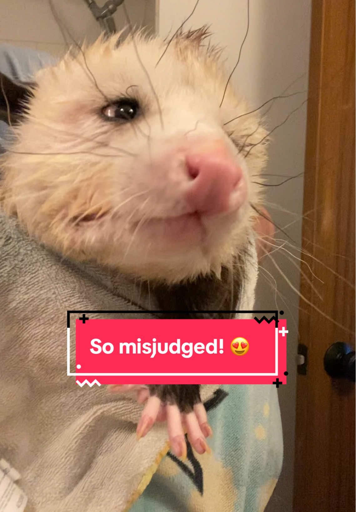 So many people misjudge these lovely creatures. Only thing on his mind is a nap and some food. #opossums #opossum #marsupial #animals #pet 