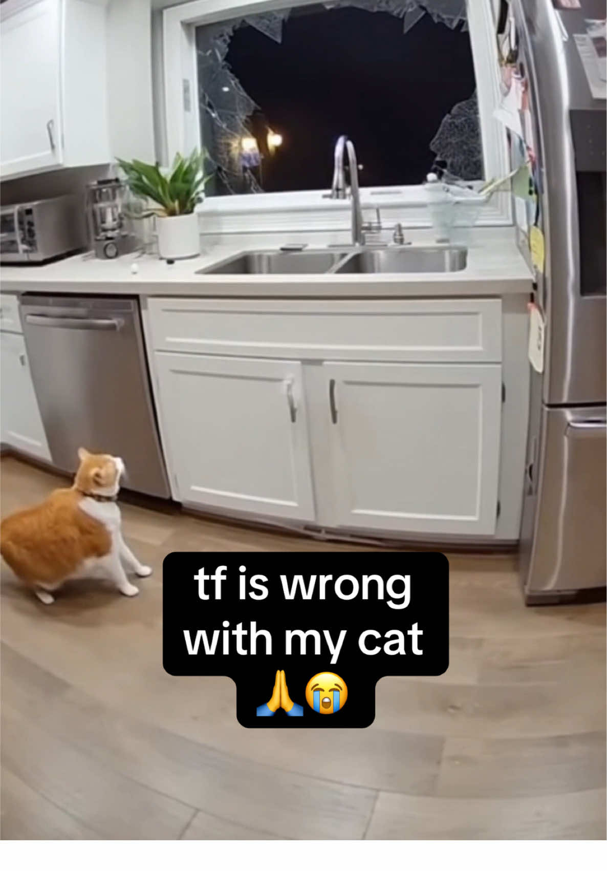 😼 #cat #ring #ringcam #bear #sora2 