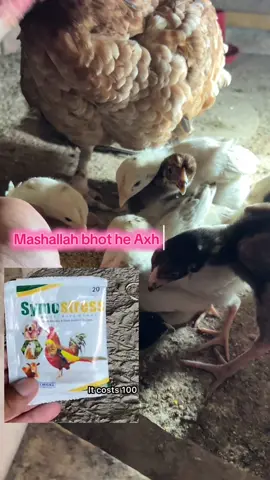 ماشااللہ بہت ہی اچھا رزلٹ  ہے سب بھا ئی اس کو لازمی دیں    💯chicks health tips #aseellovers #aseel #aseelmurgalover #mianwaliaseellover #heera 