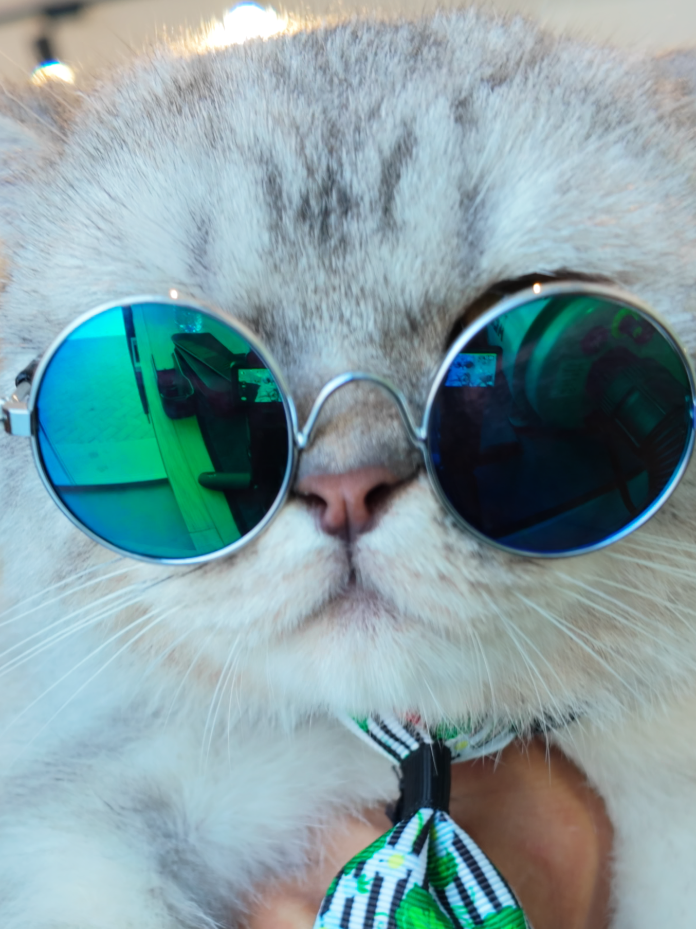 Can't always say yes to a client's request!!! Marble is back for a grooming. Last time he was here, as much as I hate to shave him, the owners insisted on a haircut due to excessive shedding. This time, his fur grew back, and it's not really shedding that much, they want to get a haircut again for him and I had to say no as he don't need it and might just damage his coat that is growing.